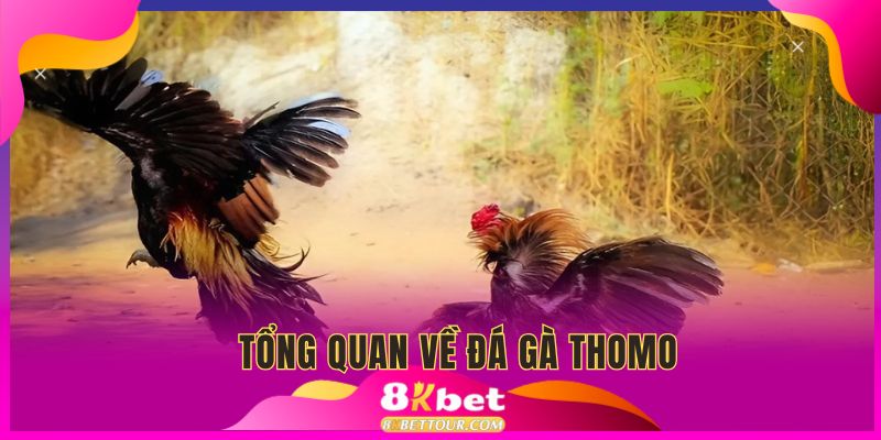 Tổng quan về đá gà Thomo trên 8kbet